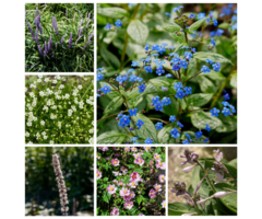 Borderpakket Schaduwplanten K (1 m2)