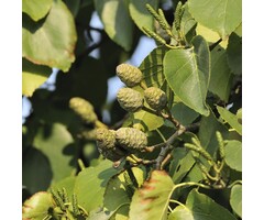 Alnus cordata - Hartbladige els (boom)