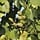 Alnus cordata - Hartbladige els (Kale wortel) PRE-ORDER