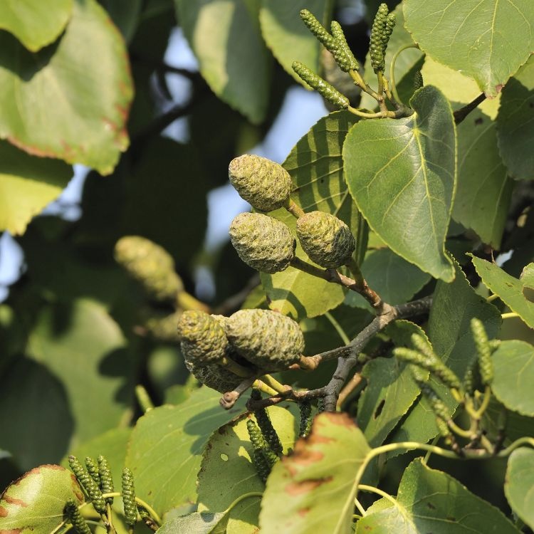 Alnus cordata - Hartbladige els (Kale wortel)