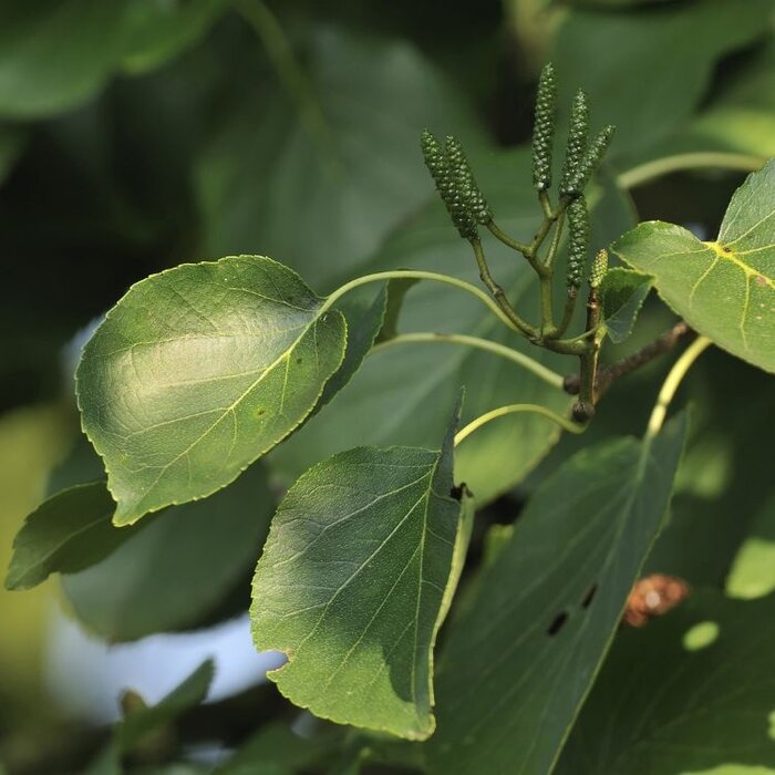 Alnus cordata - Hartbladige els (Kale wortel) -> PRE-ORDER