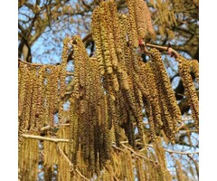Hazelaar boom - Corylus colurna (beveerd)