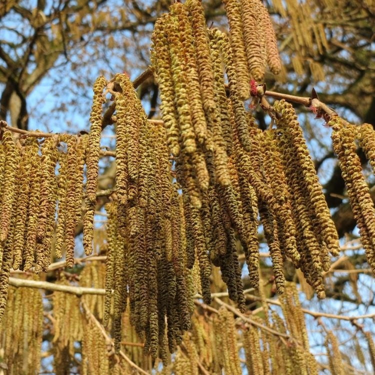 Hazelaar boom - Corylus colurna