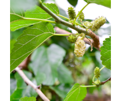 Witte moerbei - Morus alba (beveerd)