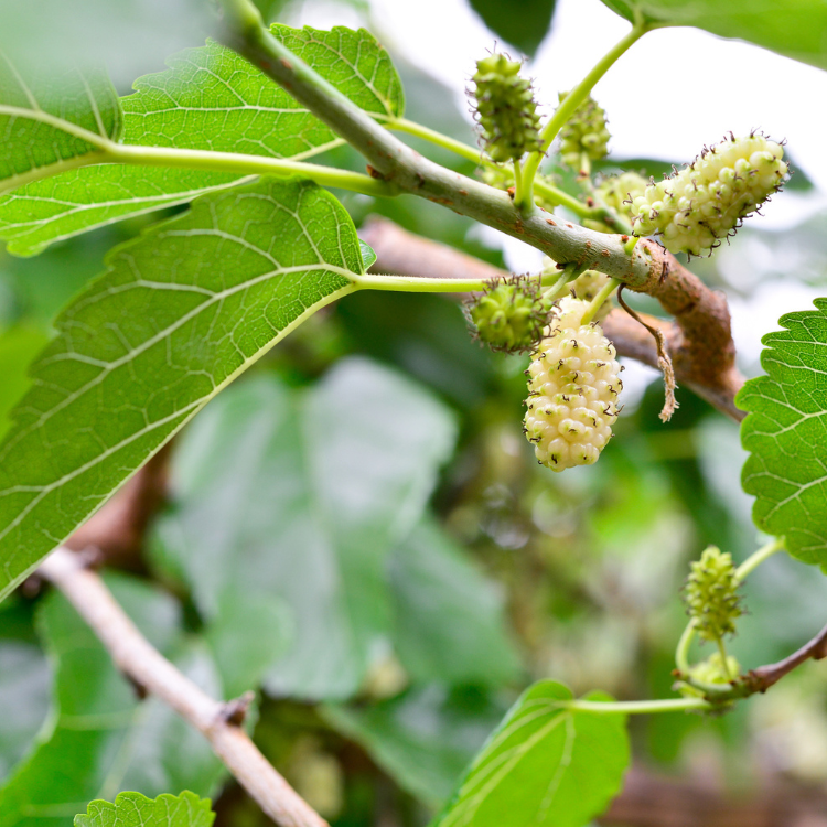 Witte moerbei - Morus alba