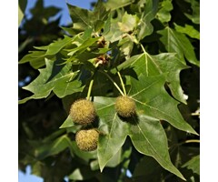 Platanus acerifolia - Plataan (beveerd)