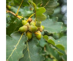 Wintereik - Quercus petraea (beveerd)