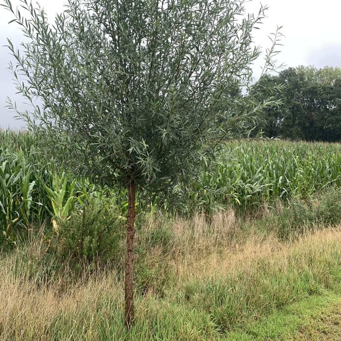 Schietwilg - Salix alba