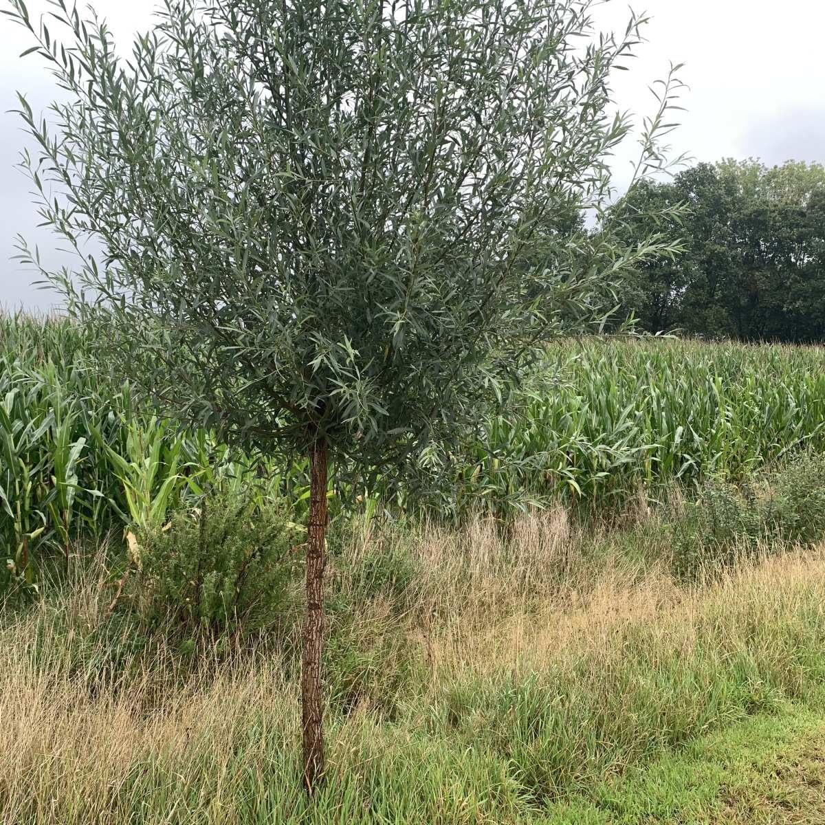 Schietwilg - Salix alba