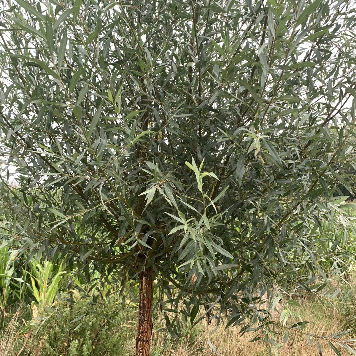 Schietwilg - Salix alba