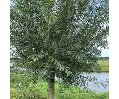 Schietwilg - Salix alba (beveerd)