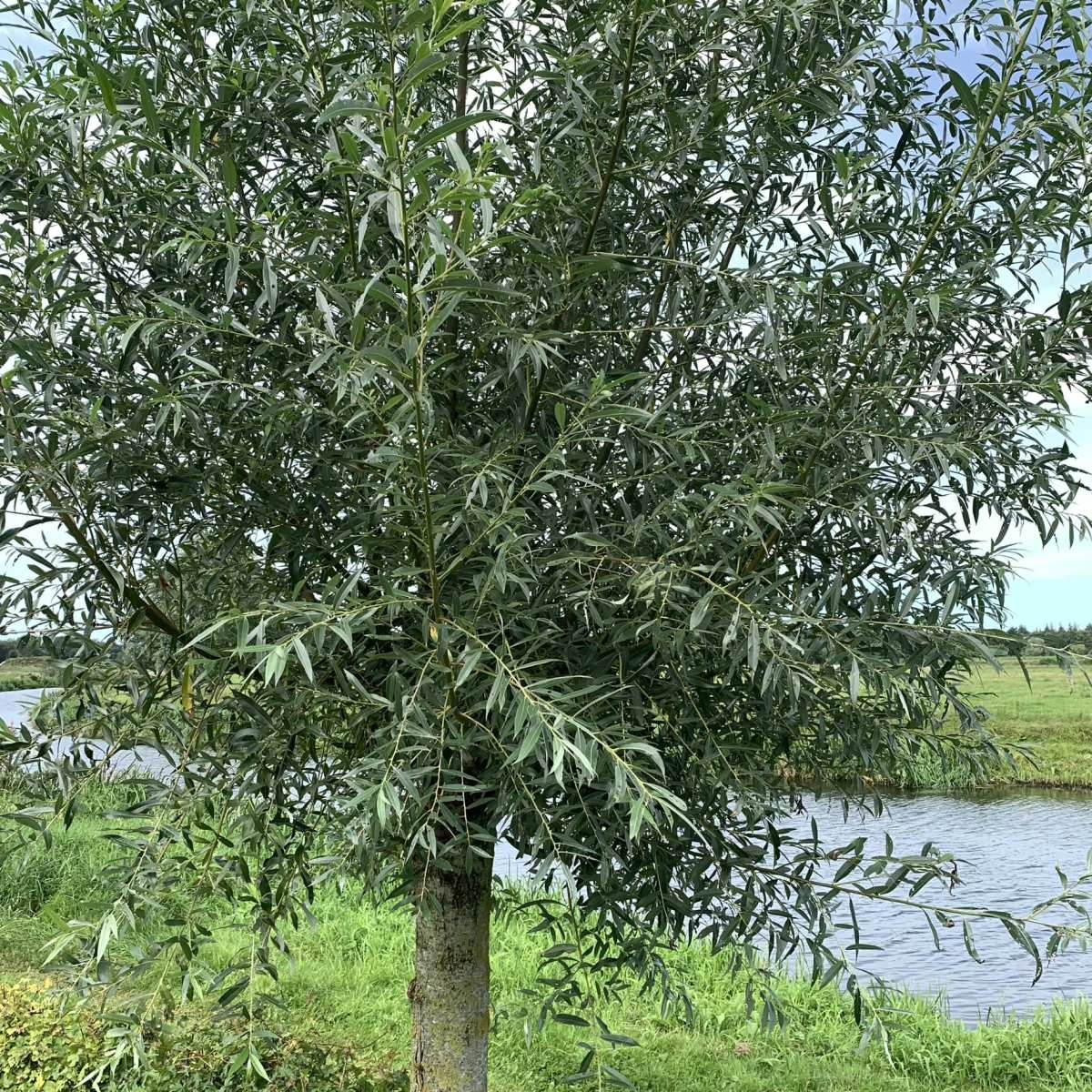 Schietwilg - Salix alba