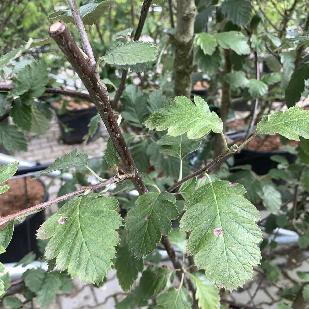 Zweedse lijsterbes - Sorbus intermedia