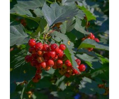 Zweedse lijsterbes - Sorbus intermedia (boom)