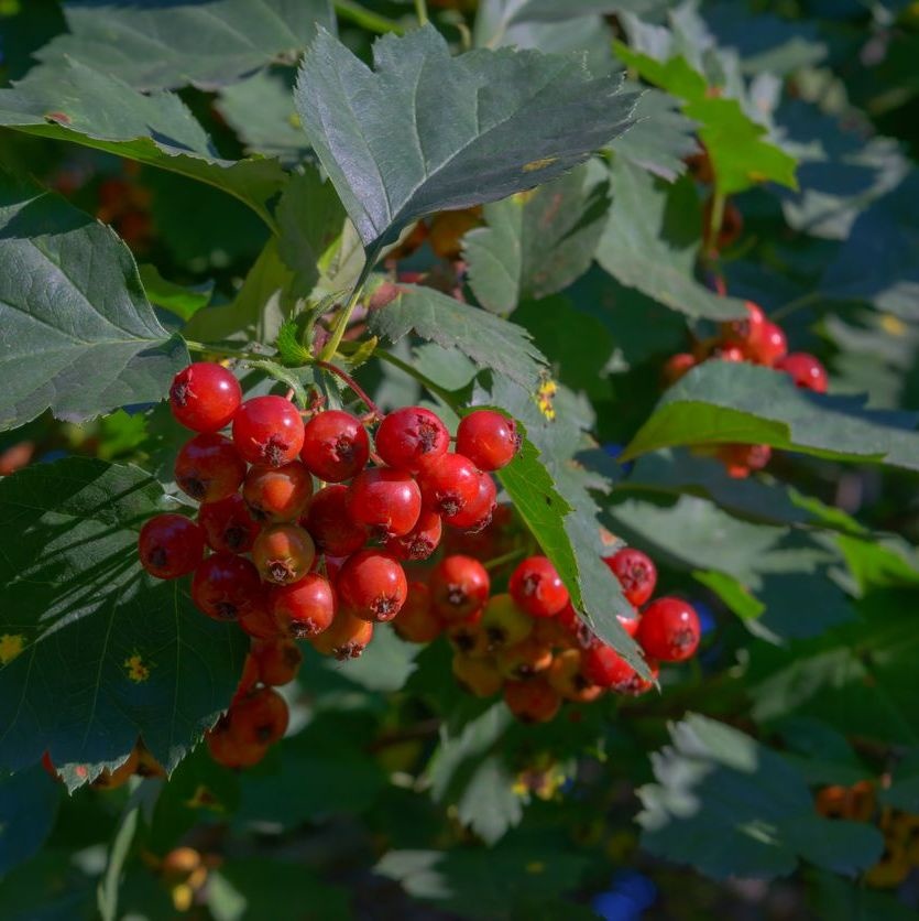 Zweedse lijsterbes - Sorbus intermedia