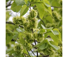 Ulmus glabra - Ruwe iep (beveerd)