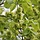 Ulmus glabra - Ruwe iep (Kale wortel) PRE-ORDER