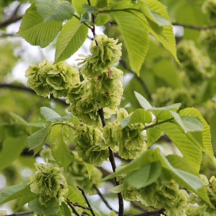 Ulmus glabra - Ruwe iep (Kale wortel)