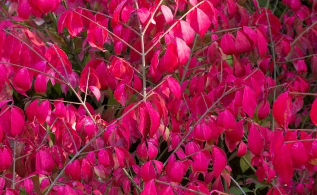 Kardinaalshoed Alatus