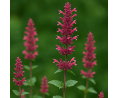 Dropplant - Agastache 'Red Fortune'