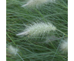 Lampepoetsersgras - Pennisetum villosum