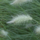 Lampepoetsersgras - Pennisetum villosum