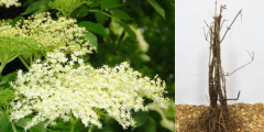 Inheemse planten (bosplantsoen) PRE-ORDER