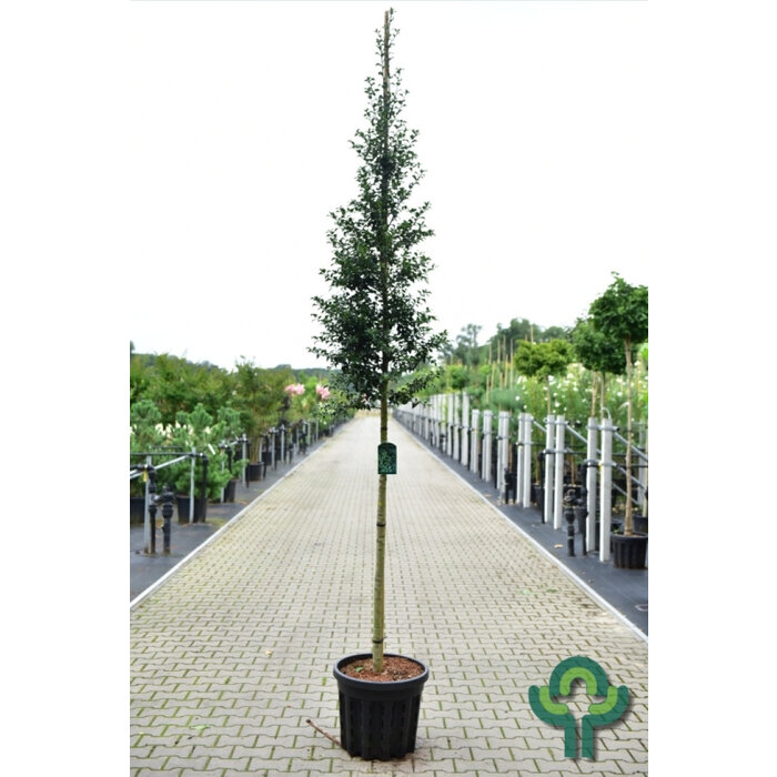 Hulst - Ilex aquipernyi Dragon Lady