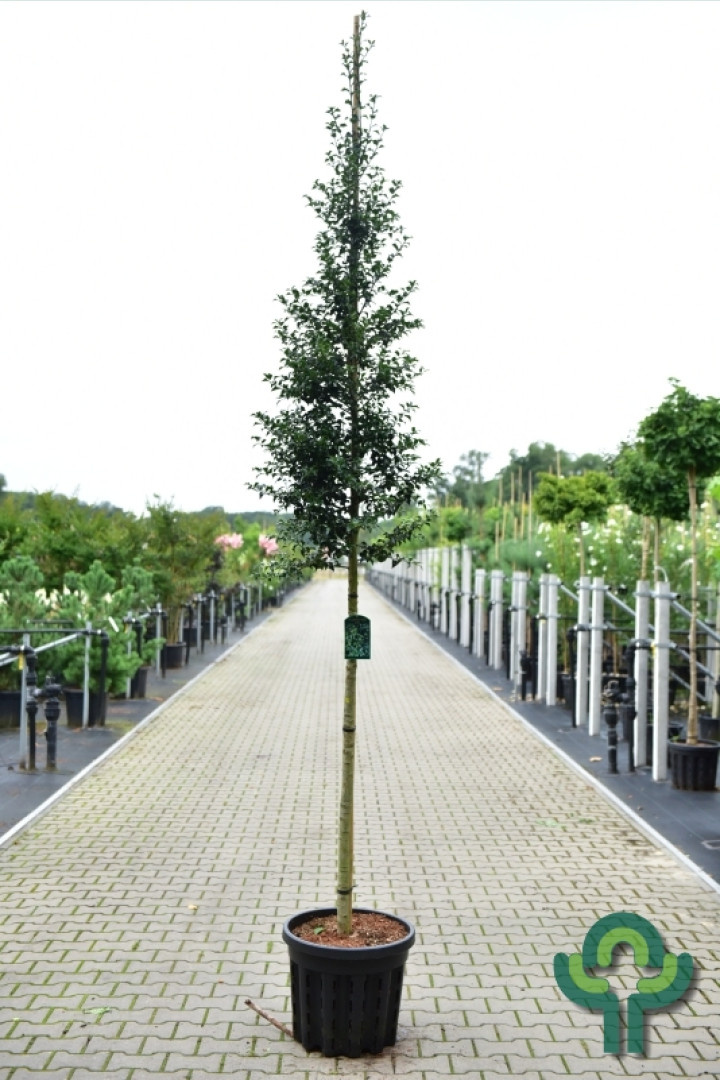 Hulst - Ilex aquipernyi Dragon Lady