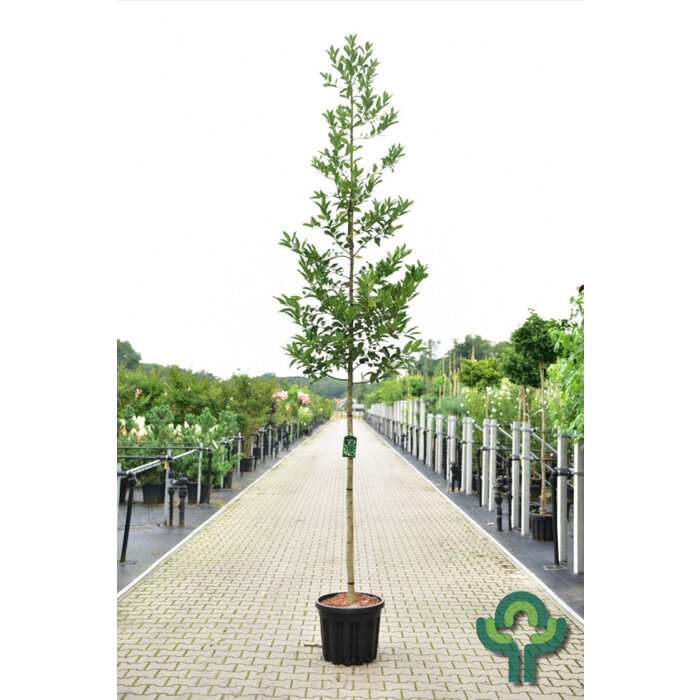 Hulst  - Ilex koehneana 'Chestnut Leaf'