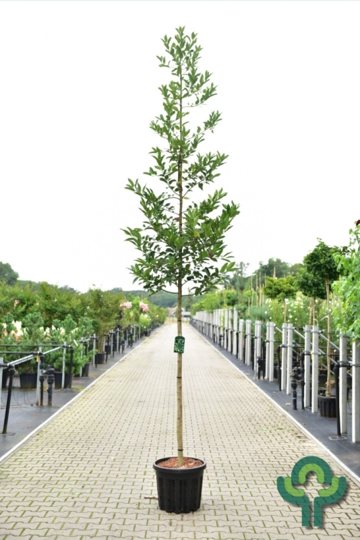 Hulst  - Ilex koehneana 'Chestnut Leaf'