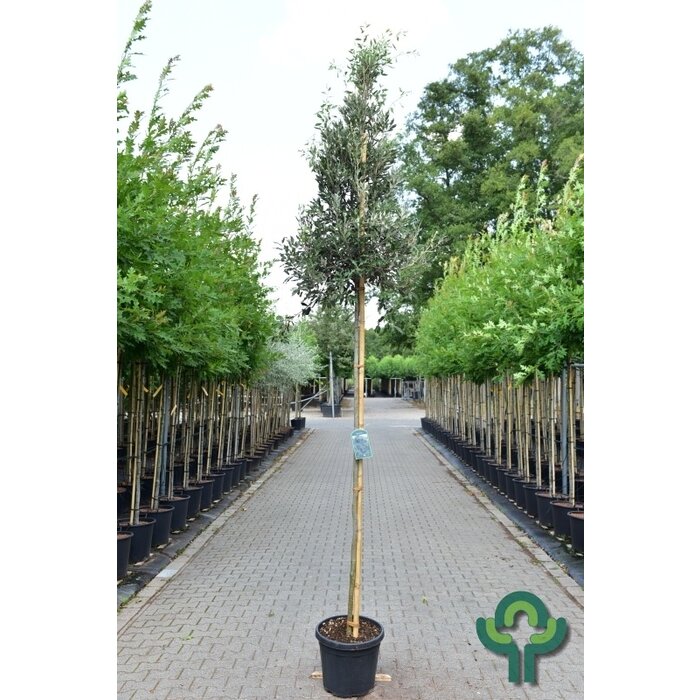 Steeneik - Quercus ilex