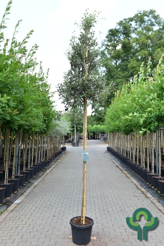 Steeneik - Quercus ilex