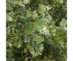 Populus alba - Witte abeel boomvorm