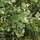 Populus alba - Witte abeel (boomvorm) PRE-ORDER