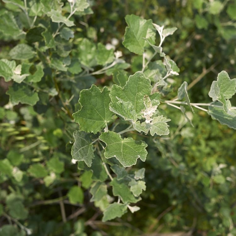 Populus alba - Witte abeel (boomvorm)