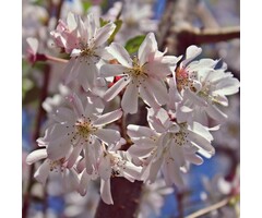 Japanse sierkers - Prunus subhirtella 'Autumnalis' meerstammig
