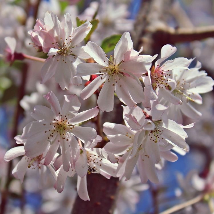 Japanse sierkers - Prunus subhirtella 'Autumnalis' meerstammig