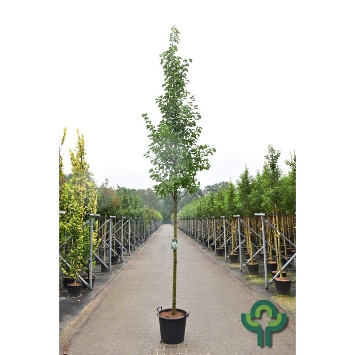 Sierpeer - Pyrus calleryana 'Chanticleer'