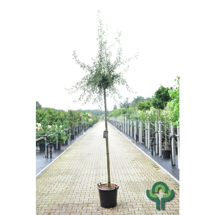 Siertreurpeer - Pyrus salicifolia 'Pendula'