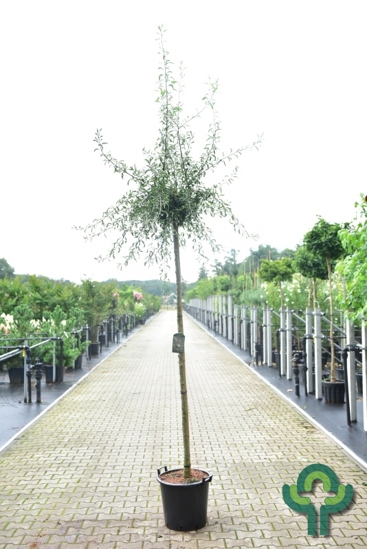 Siertreurpeer - Pyrus salicifolia 'Pendula'