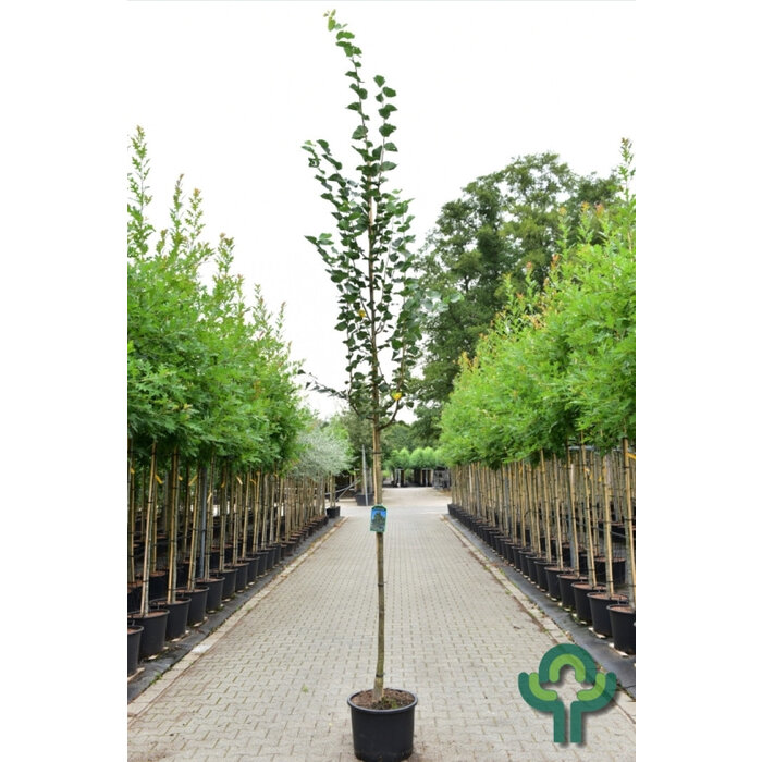 Linde - Tilia cordata 'Greenspire'