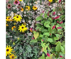 Borderpakket late najaarsbloeiers (1 m2)