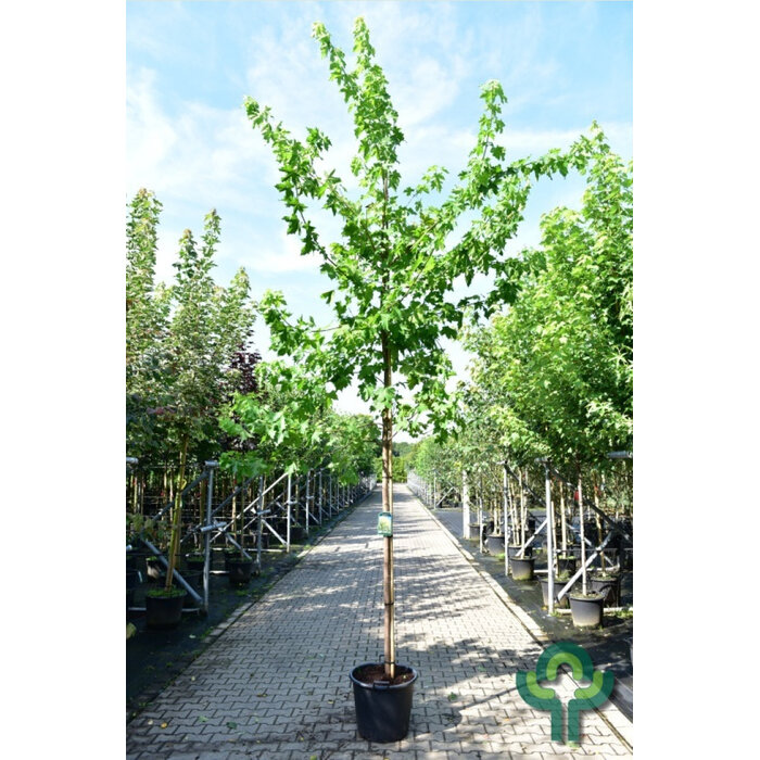 Noorse esdoorn - Acer platanoides Princeton Gold
