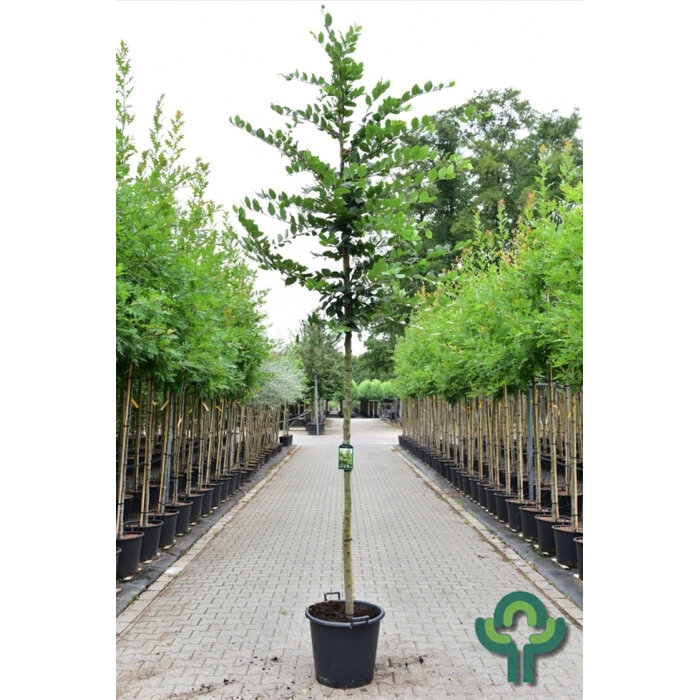 Haagbeuk (Boom) - Carpinus betulus (Kale wortel/Kluit)