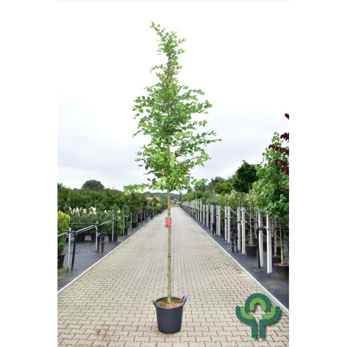 Haagbeuk - Carpinus betulus 'Rockhampton Red'