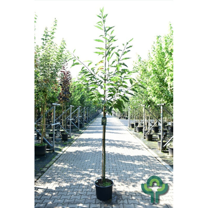 Tamme kastanjeboom - Castanea sativa (Kale wortel)