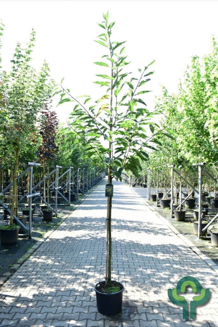 Tamme kastanjeboom - Castanea sativa (Kale wortel)