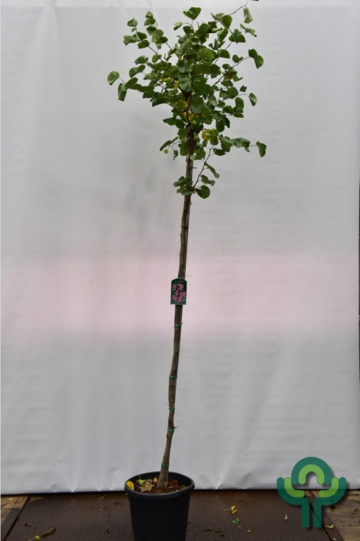 Judasboom - Cercis siliquastrum