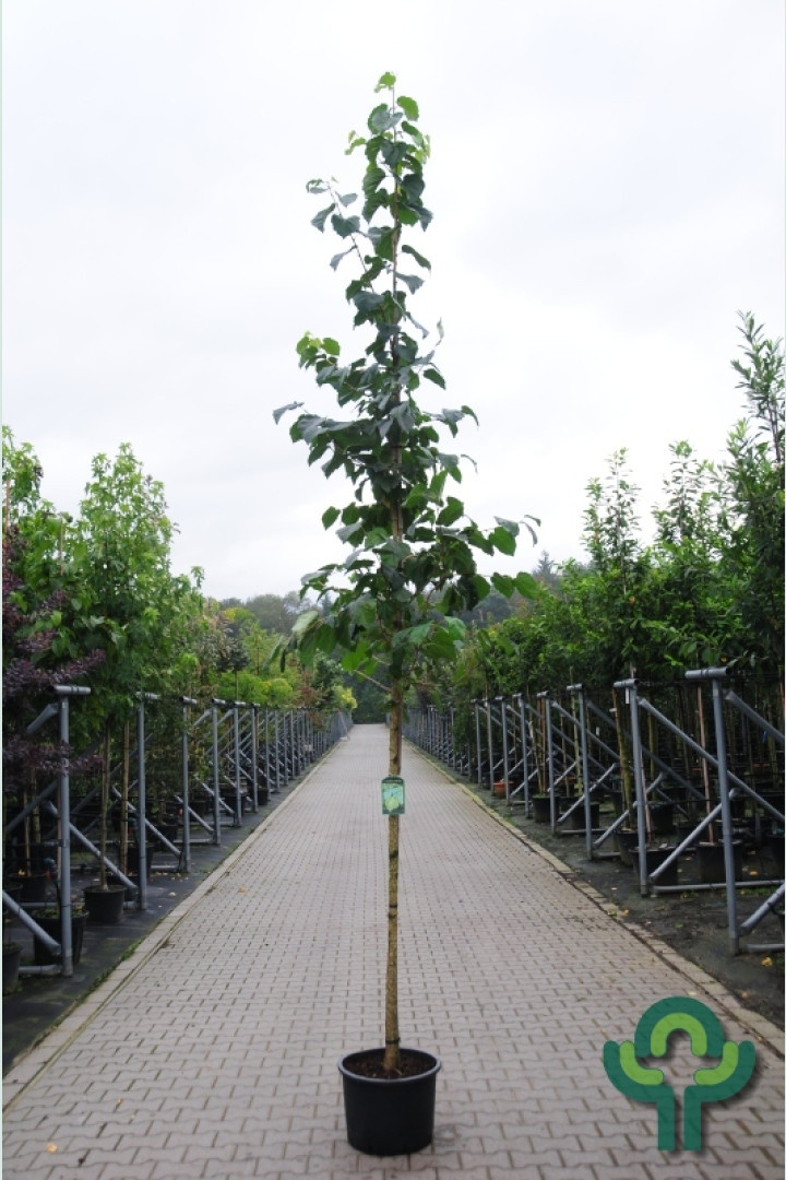 Hazelaar boom - Corylus colurna